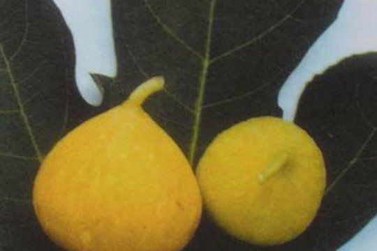 七月无花果产地,无花果从结果到成熟需要多少天时间图6