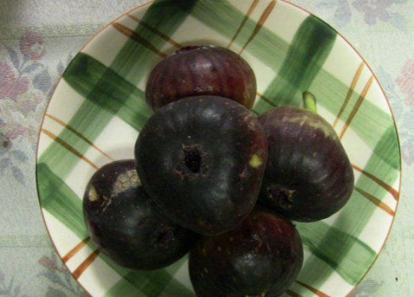 七月无花果产地,无花果从结果到成熟需要多少天时间图8