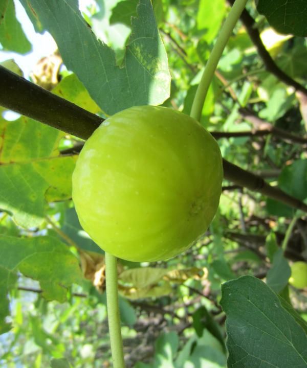 七月无花果产地,无花果从结果到成熟需要多少天时间图5