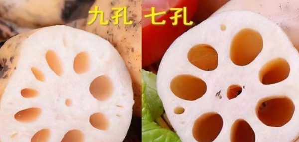 莲藕七孔和九孔的区别,七孔藕和九孔藕的区别在哪里图8