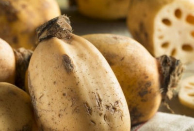 莲藕七孔和九孔的区别,七孔藕和九孔藕的区别在哪里图1