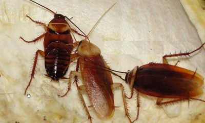 ​蟑螂有毒,蟑螂有毒吗