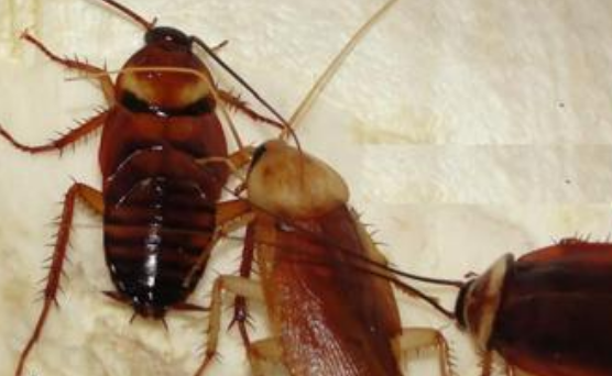 蟑螂有毒,蟑螂有毒吗图4