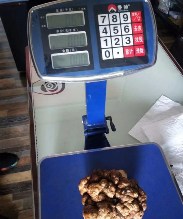 黑松露是什么东西 多少钱,松露价格多少钱图5