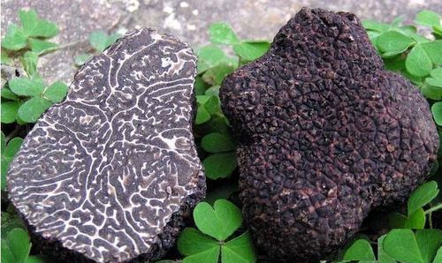 黑松露是什么东西 多少钱：黑松露多少钱一斤