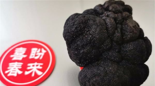 黑松露是什么东西 多少钱,松露价格多少钱图4