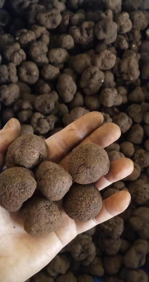 黑松露是什么东西 多少钱：黑松露一斤多少钱