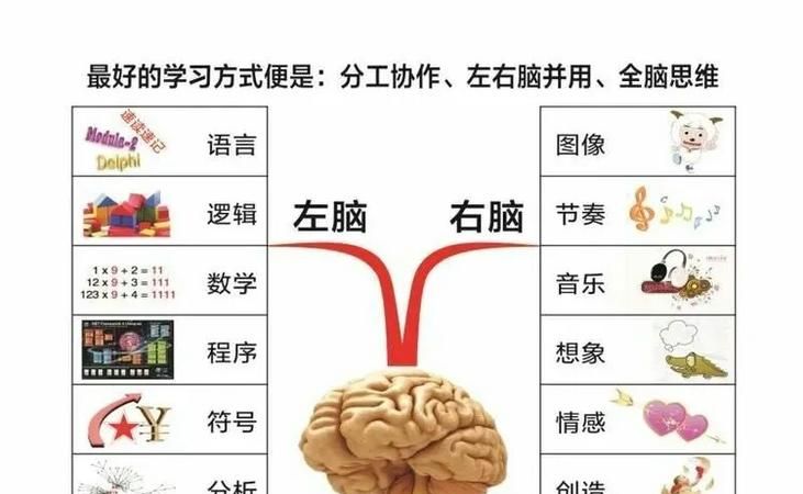 左脑和右脑分别控制什么神经