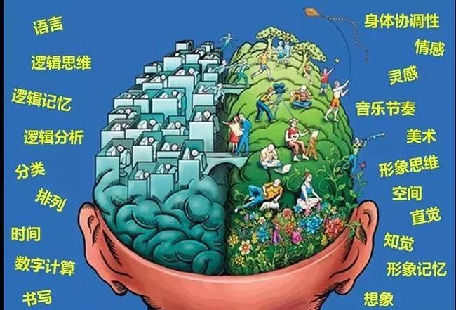 右手左脑右脑分别控制什么