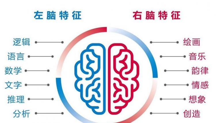 右手左脑右脑分别控制什么