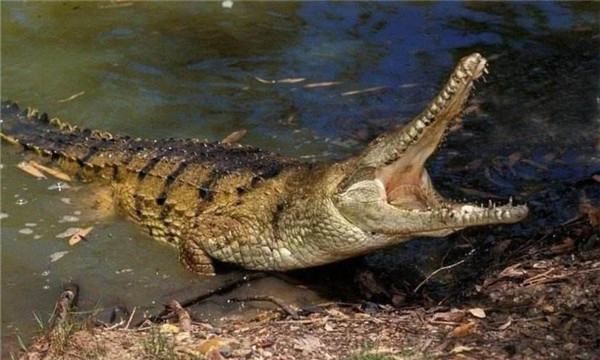 鳄鱼属于什么类动物,鳄鱼是不是鱼类图4