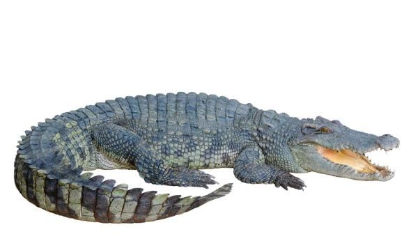 鳄鱼属于什么类动物,鳄鱼是不是鱼类图6