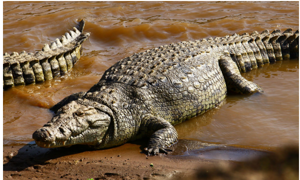 鳄鱼属于什么类动物,鳄鱼是不是鱼类图1