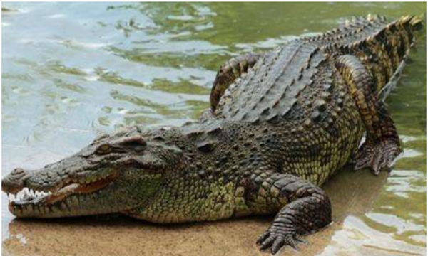 鳄鱼属于什么类动物,鳄鱼是不是鱼类图3