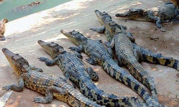 鳄鱼属于什么类动物,鳄鱼是不是鱼类图2