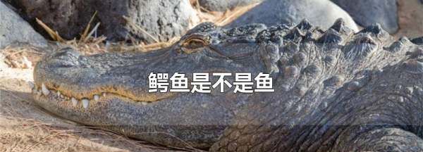 鳄鱼属于什么类动物,鳄鱼是不是鱼类图5