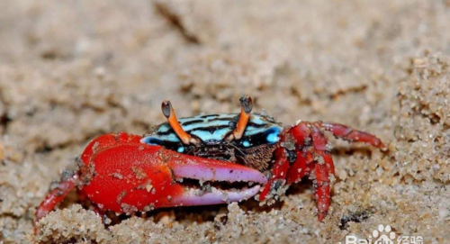 买回来的螃蟹能养几天不死