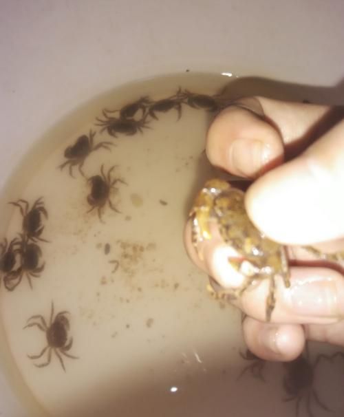 自来水养螃蟹可以养多久