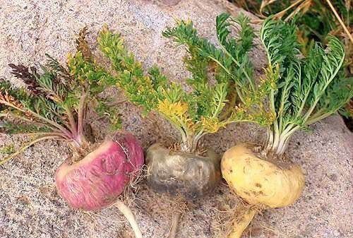 玛咖是什么,玛咖是什么图2