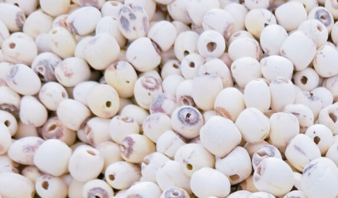 干莲子煮之前要泡,莲子需要提前泡吗图1