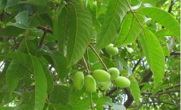 南方有哪些水果,适合南方种植的水果有什么好推荐图3