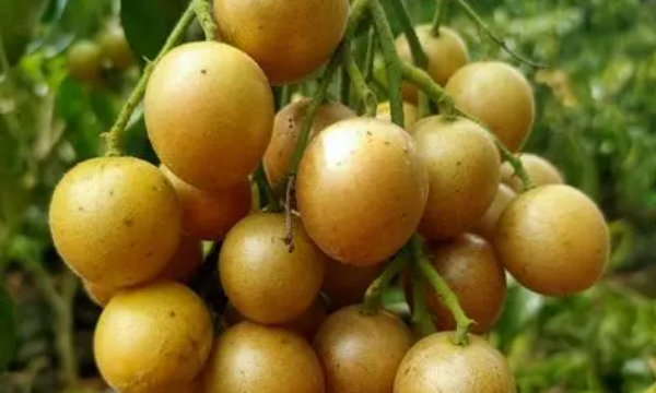 南方有哪些水果,适合南方种植的水果有什么好推荐图8