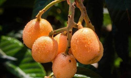 南方有哪些水果,适合南方种植的水果有什么好推荐图2