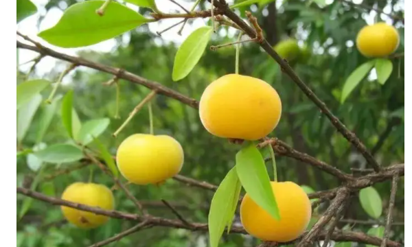 南方有哪些水果,适合南方种植的水果有什么好推荐图6