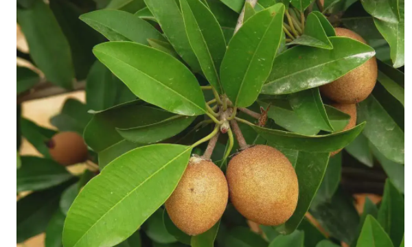 南方有哪些水果,适合南方种植的水果有什么好推荐图9
