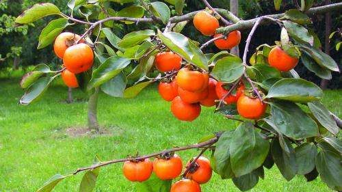 柿子里的黑点点是什么能吃,柿子里面的黑点点是什么可以吃的图6