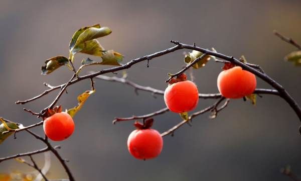 柿子里的黑点点是什么能吃,柿子里面的黑点点是什么可以吃的图3