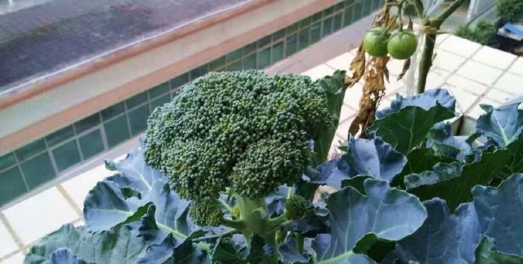 西兰花变黄了还能吃吗百度百科