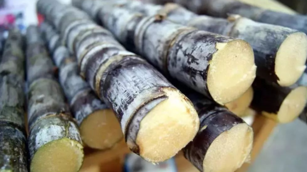 甘蔗为什么会空心,甘蔗有空心是怎么回事图4