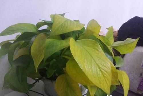 鱼缸绿萝叶子发黄是什么原因