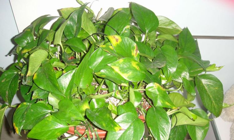 我家绿萝叶子发黄怎么办,是什么原因
