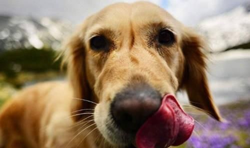 煮苹果的水可以喝吗，煮的苹果山楂水可以放保温杯里吗？图3