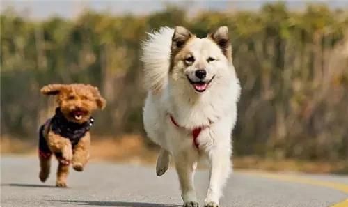 煮苹果的水可以喝吗，煮的苹果山楂水可以放保温杯里吗？图5