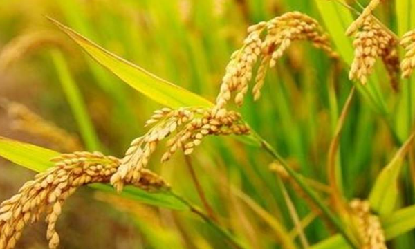 谷米是什么食物,黄米与黄小米有什么区别图2