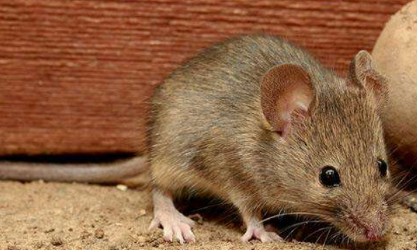 老鼠有毒对人体有害,老鼠有毒吗对人体有害吗图6