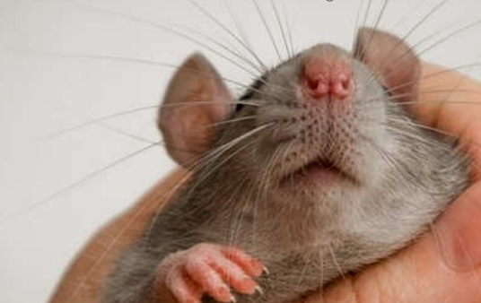老鼠有毒吗