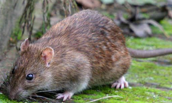 老鼠有毒对人体有害,老鼠有毒吗对人体有害吗图5