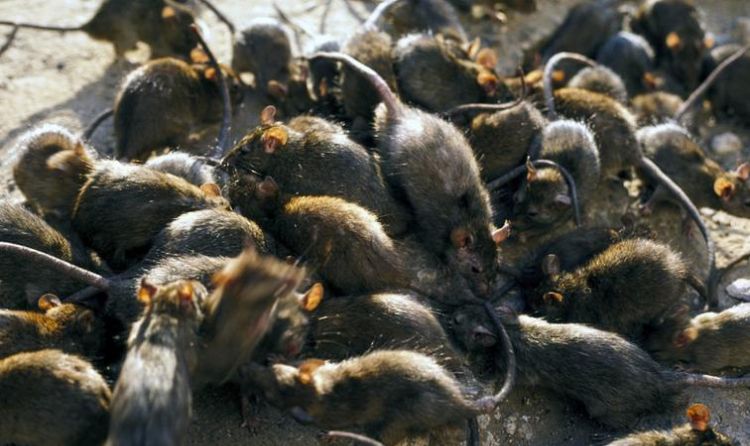 老鼠有毒吗对人体有害吗