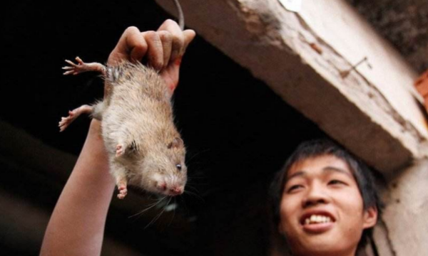 老鼠有毒对人体有害,老鼠有毒吗对人体有害吗图4