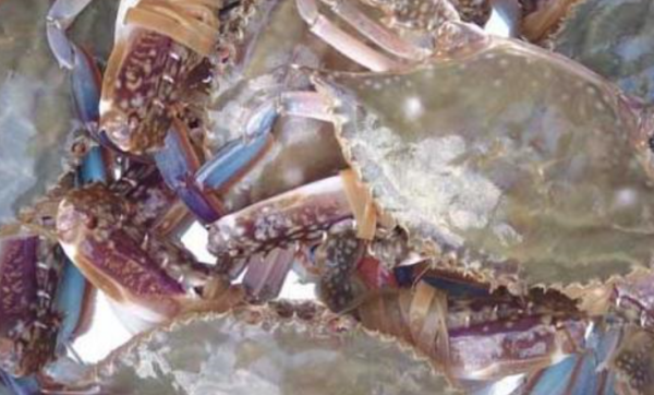 梭子蟹死了能吃,海里的梭子蟹死了能吃吗图3