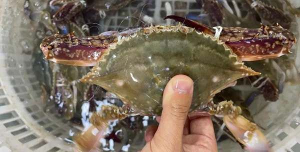 梭子蟹死了能吃,海里的梭子蟹死了能吃吗图1