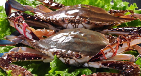 梭子蟹死了能吃,海里的梭子蟹死了能吃吗图2