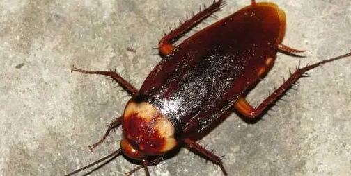 灭蟑螂的小妙招,灭蟑螂小妙招图1