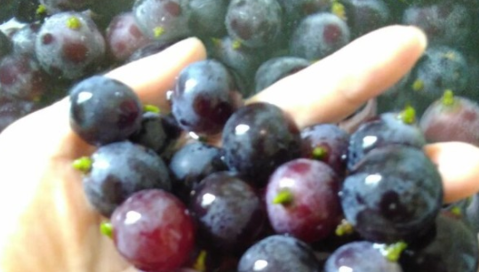 自制葡萄酒的酿制方法,自己怎么制作葡萄酒的方法图2