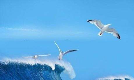 地球清洁师的意思是什么,地球的清洁师是指图5