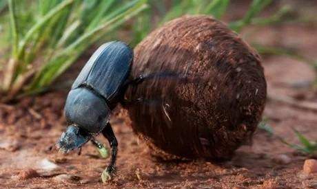 地球清洁师的意思是什么,地球的清洁师是指图6